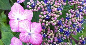 purple flowers