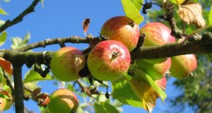 Apples on the tree